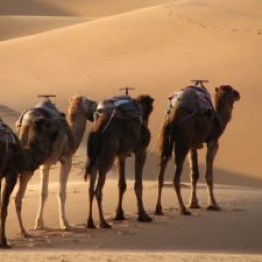 4 Days Marrakech-Sahara desert-Fes